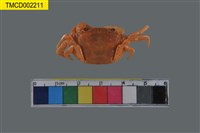 藏品(霍伊溪蟹)的圖片